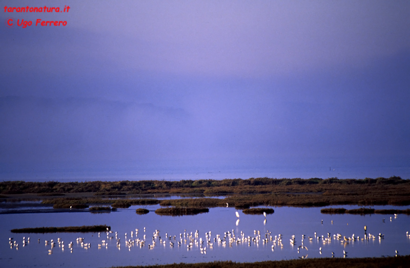 Mar Piccolo e l''oasi WWF La Vela